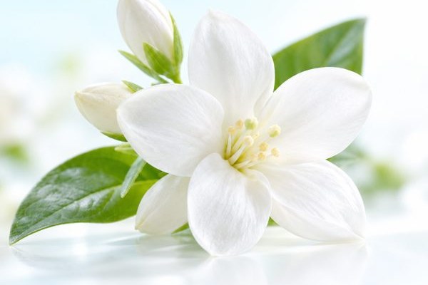 Hoa nhài trắng đang nở cùng lá xanh